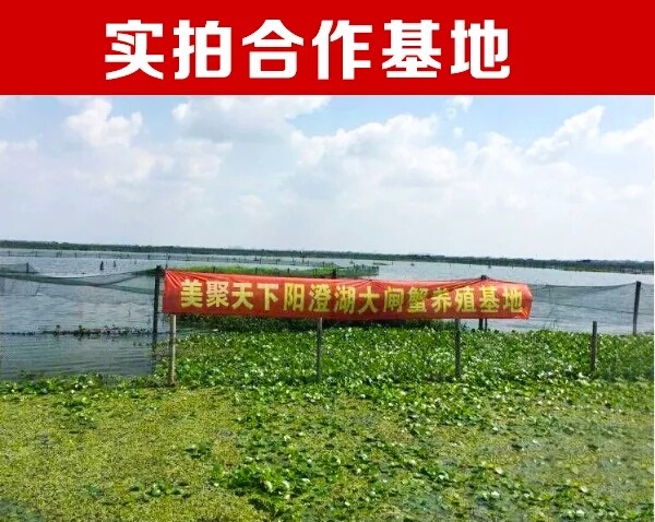 原产地直供，美聚天下邀您吃阳澄湖大闸蟹
