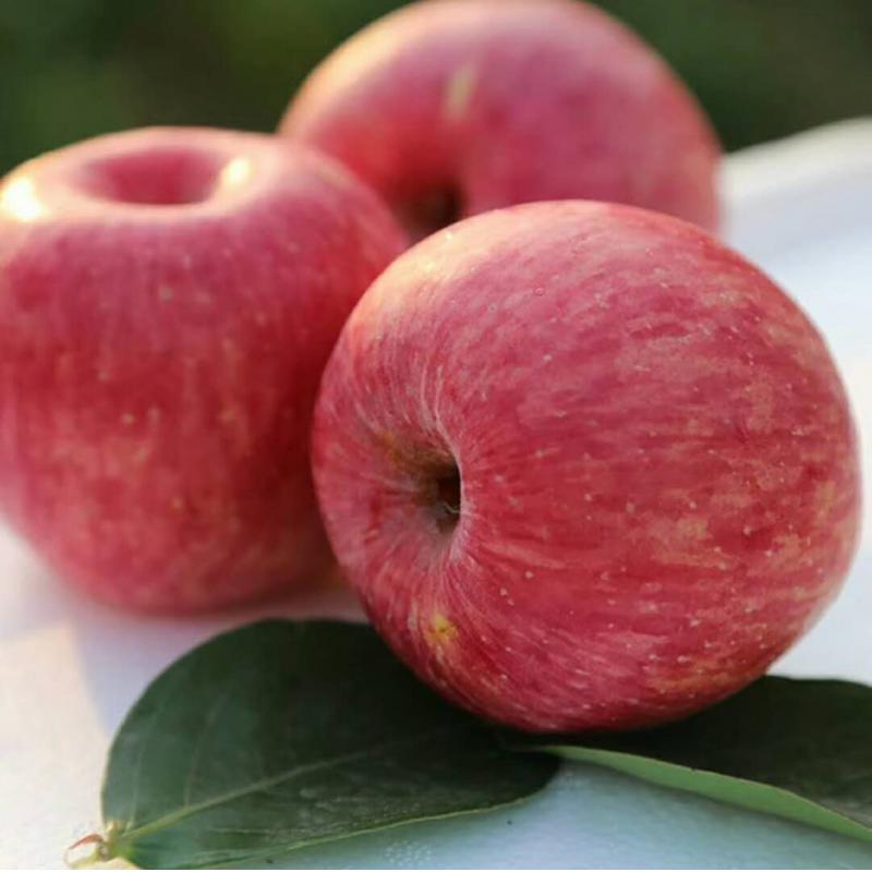 甘肃正宁正宗的黄土高原红富士苹果75-80mm大小10斤装