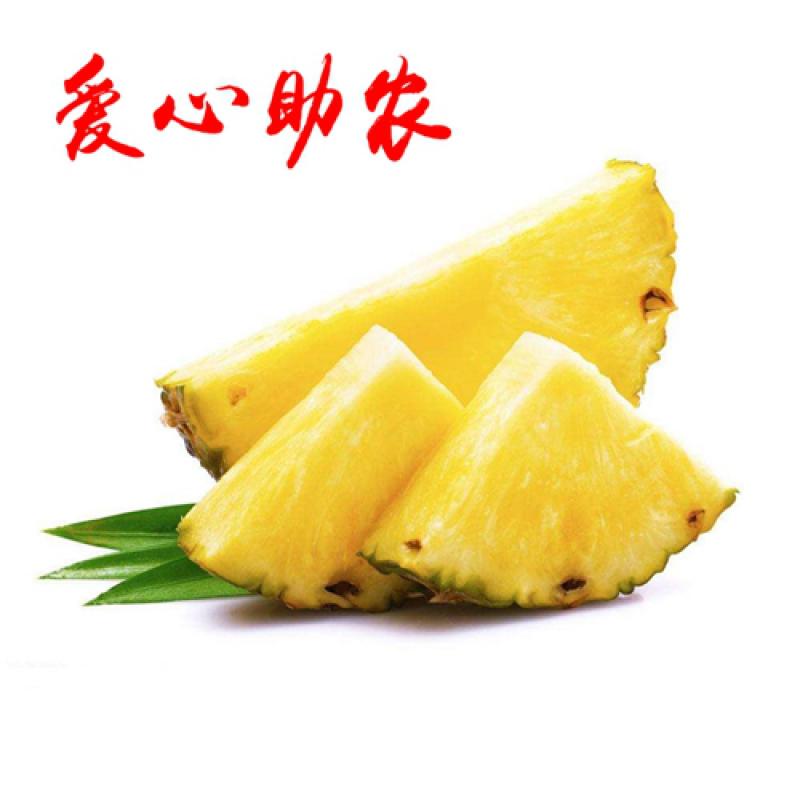 扶贫助农 徐闻菠萝旺季滞销1.6亿斤